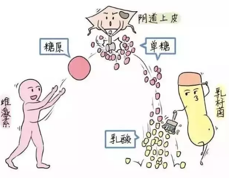 微生态JK漫画软件APP厂家教您如何观察分泌物样本性状
